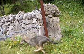 Gestion du loup sur le territoire vaudois