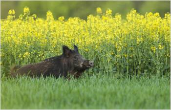 Régulation du sanglier dans le canton