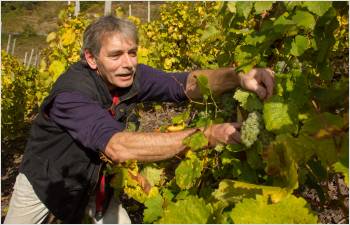 Aide exceptionnelle de 1,3 million pour le déclassement des vins AOC en vin de table