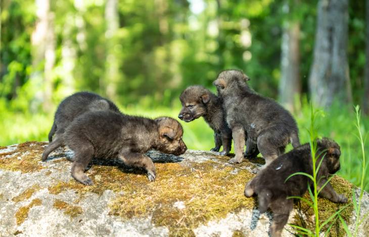 Naissance de louveteaux dans le Jura vaudois  