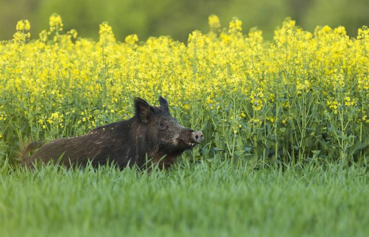 Régulation du sanglier dans le canton